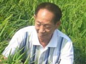袁隆平宣布成果 剔除水稻中重金属镉杂交水稻之父非他莫属