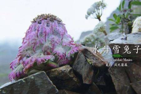 水母雪兔子功效与作用 水母雪兔子长什么样为何在极限挑战出镜引热议