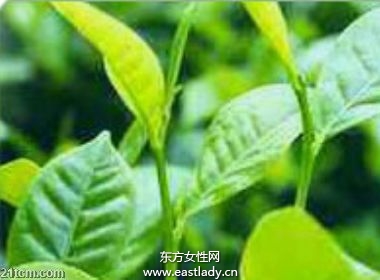 茶多酚延缓衰老、改善亚健康