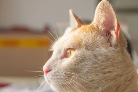 女儿养了猫之后，我就成了女儿的一只猫