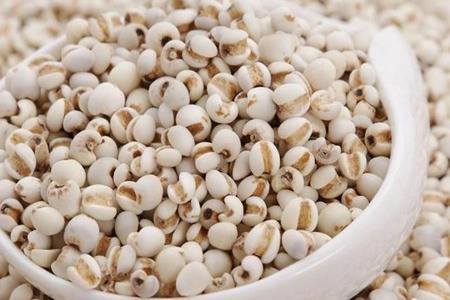 薏米有什么功效与作用 薏米祛湿茶可以每天喝吗
